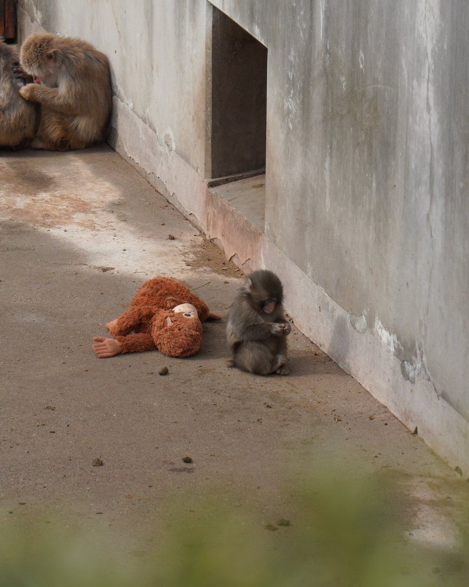 PUNCH MONKEY VIRAL STORY DRAWS RECORD CROWDS TO ICHIKAWA ZOO