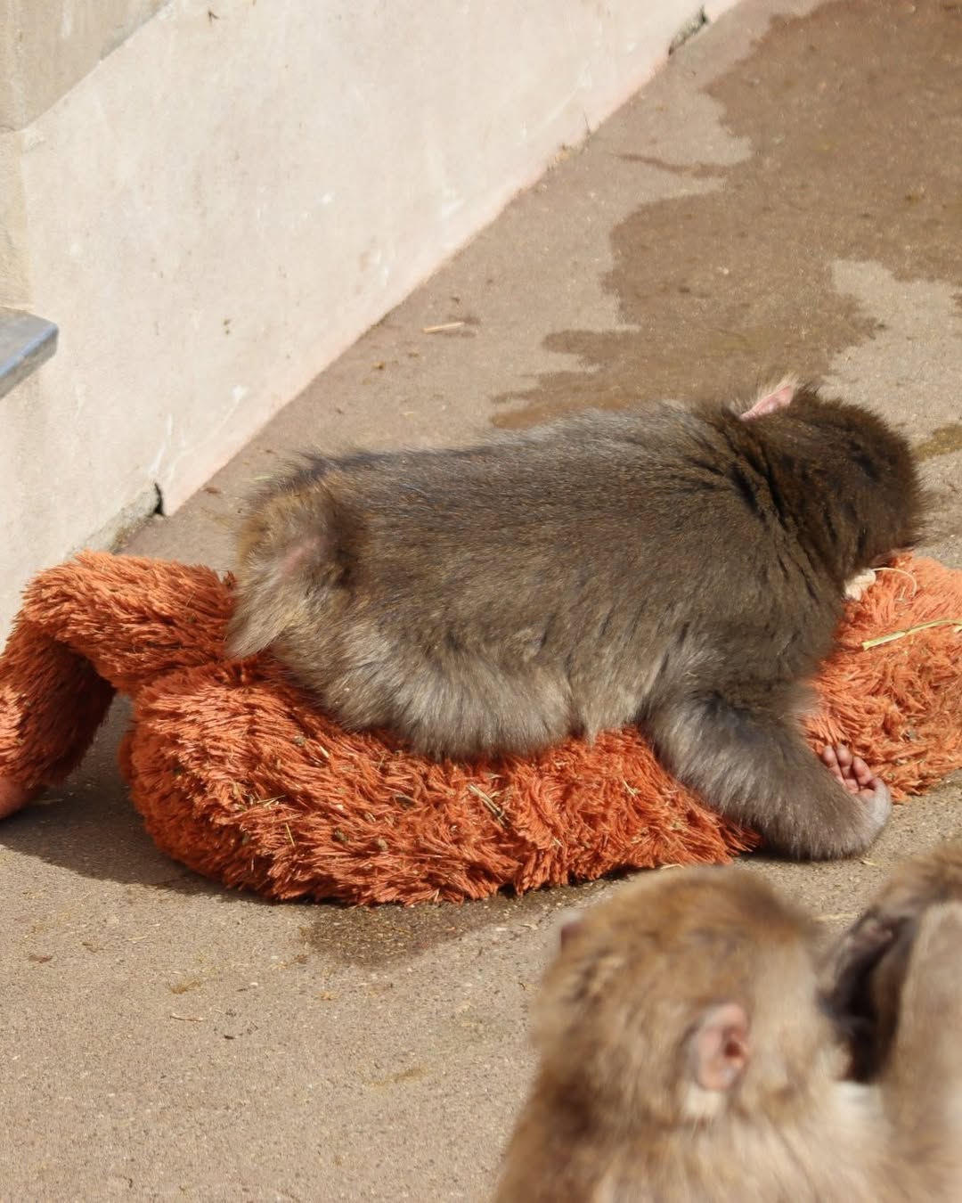 PUNCH MONKEY VIRAL STORY DRAWS RECORD CROWDS TO ICHIKAWA ZOO (image 2)