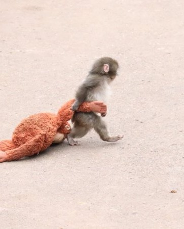 PUNCH MONKEY VIRAL STORY DRAWS RECORD CROWDS TO ICHIKAWA ZOO (image 3)