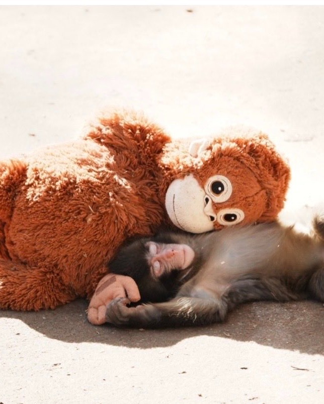PUNCH MONKEY VIRAL STORY DRAWS RECORD CROWDS TO ICHIKAWA ZOO (image 4)