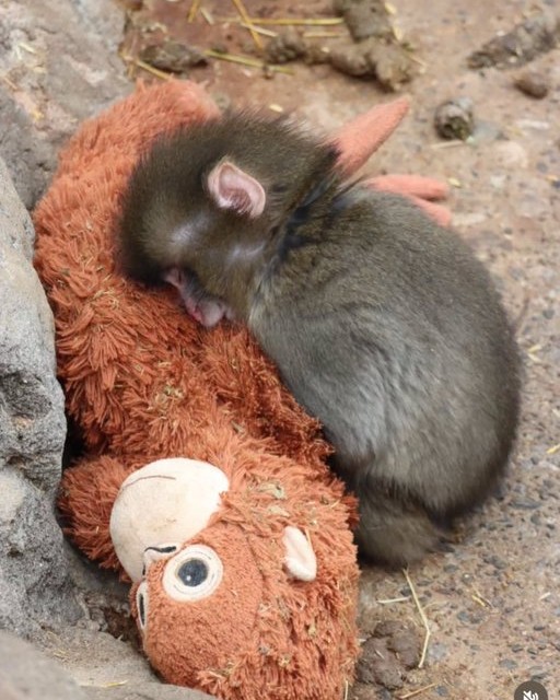PUNCH MONKEY VIRAL STORY DRAWS RECORD CROWDS TO ICHIKAWA ZOO (image 5)