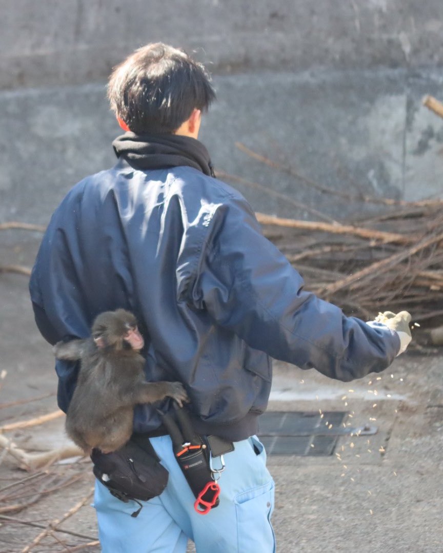 PUNCH MONKEY VIRAL STORY DRAWS RECORD CROWDS TO ICHIKAWA ZOO (image 6)