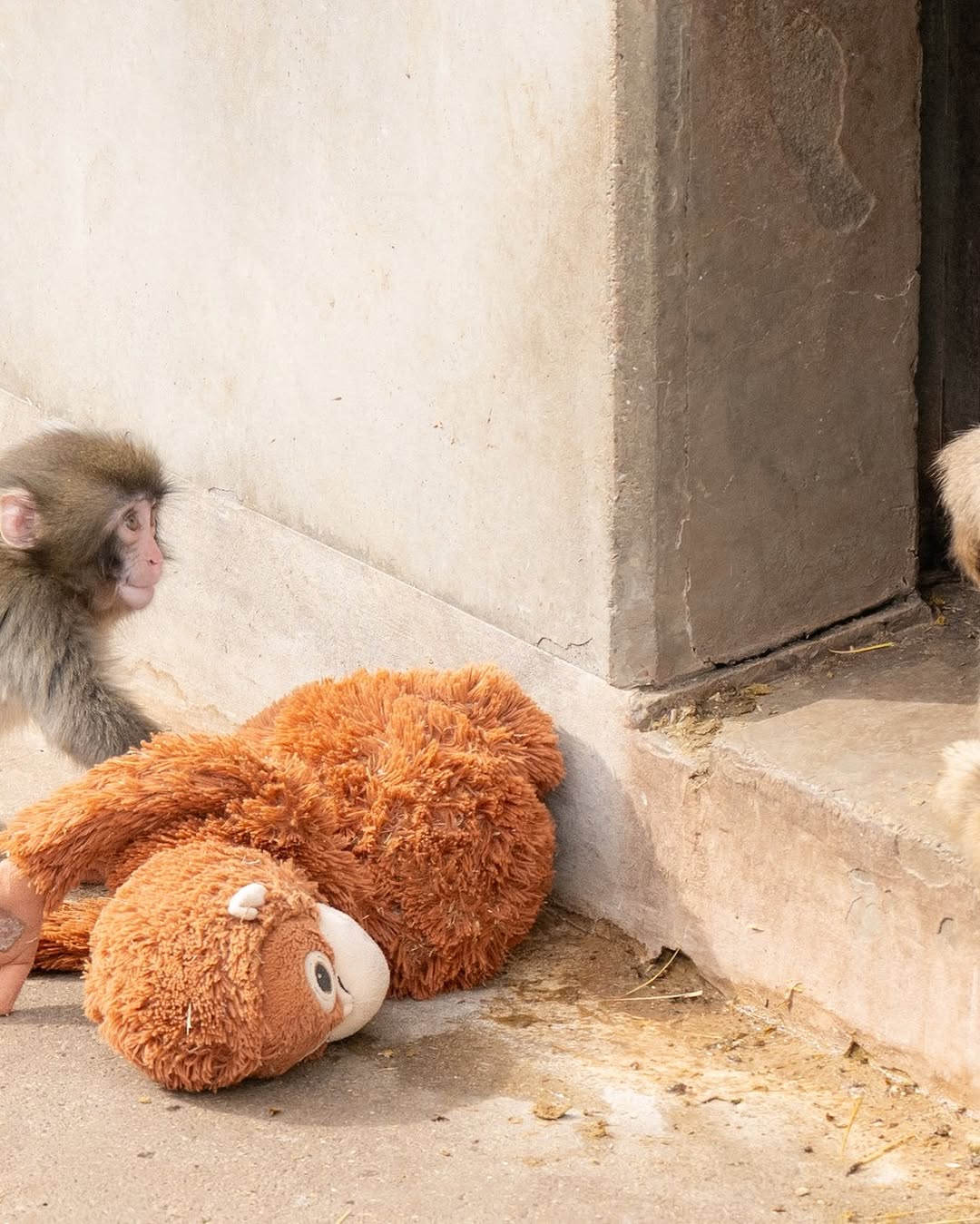PUNCH MONKEY VIRAL STORY DRAWS RECORD CROWDS TO ICHIKAWA ZOO (image 7)