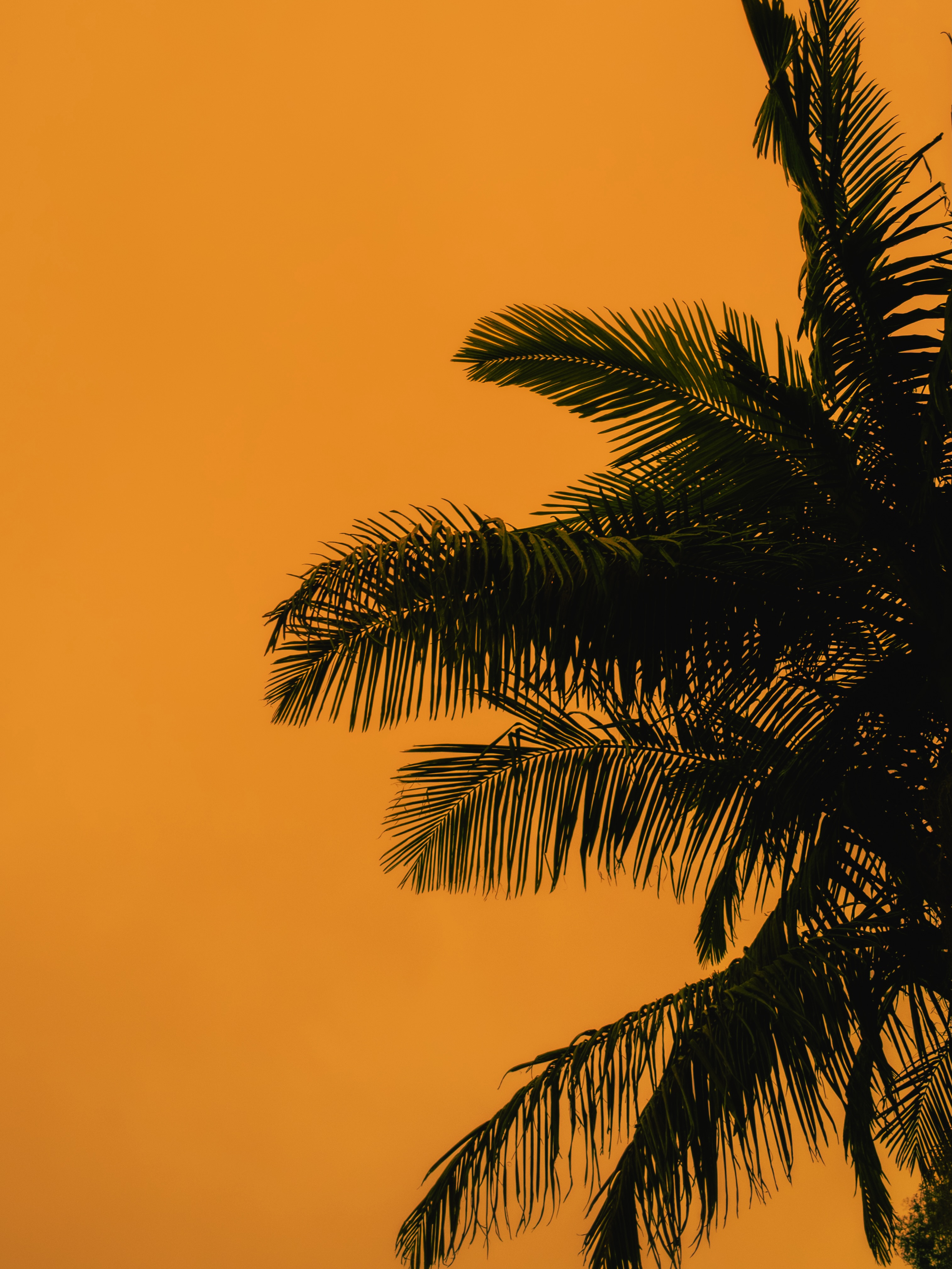 A color graded palm tree photograph by Will Nichols, titled Acapulco Gold, shown beside its unedited version.