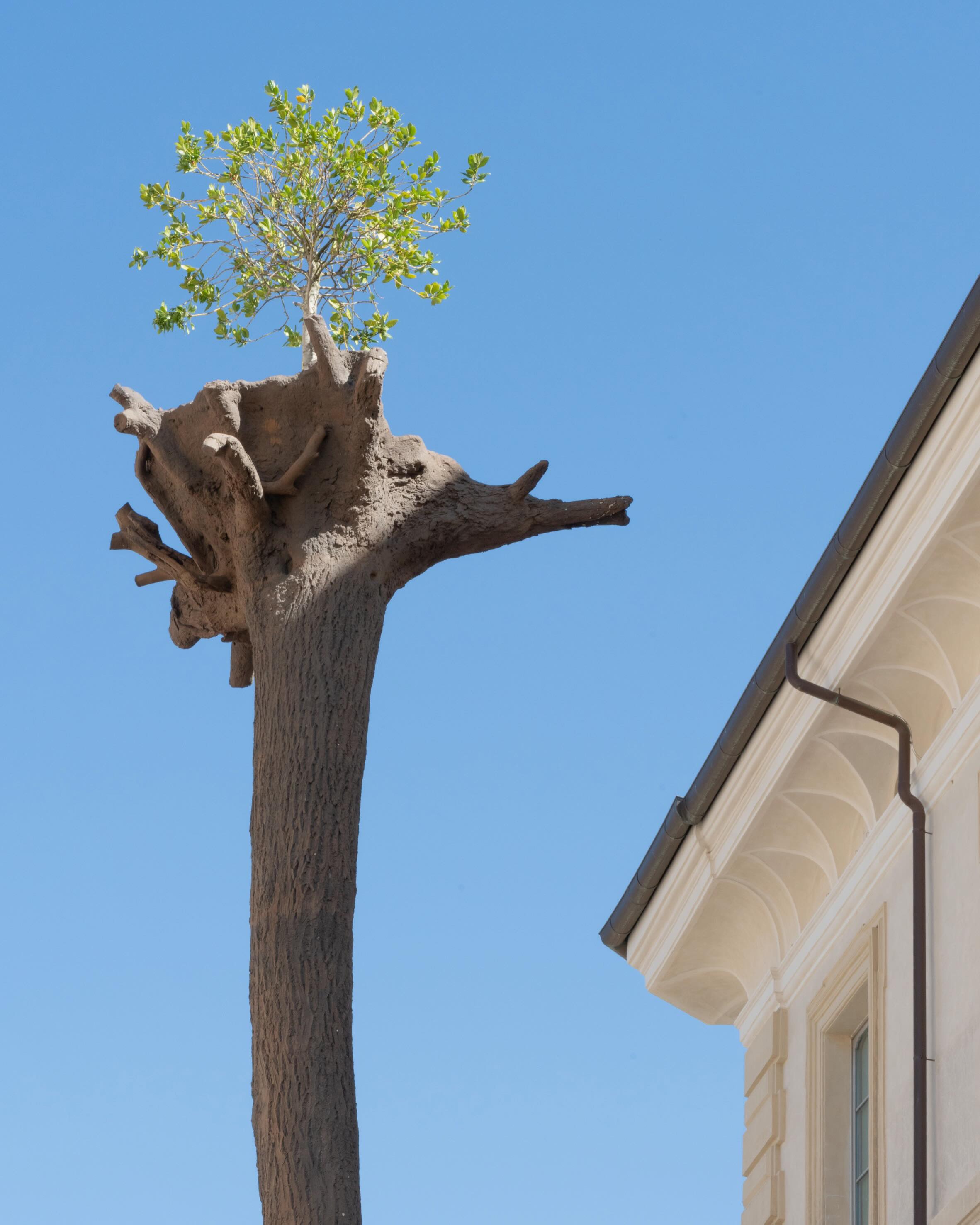 A thirty foot cast bronze inverted tree sculpture with living vegetation atop its roots stands in Piazza Pianciani, Spoleto.