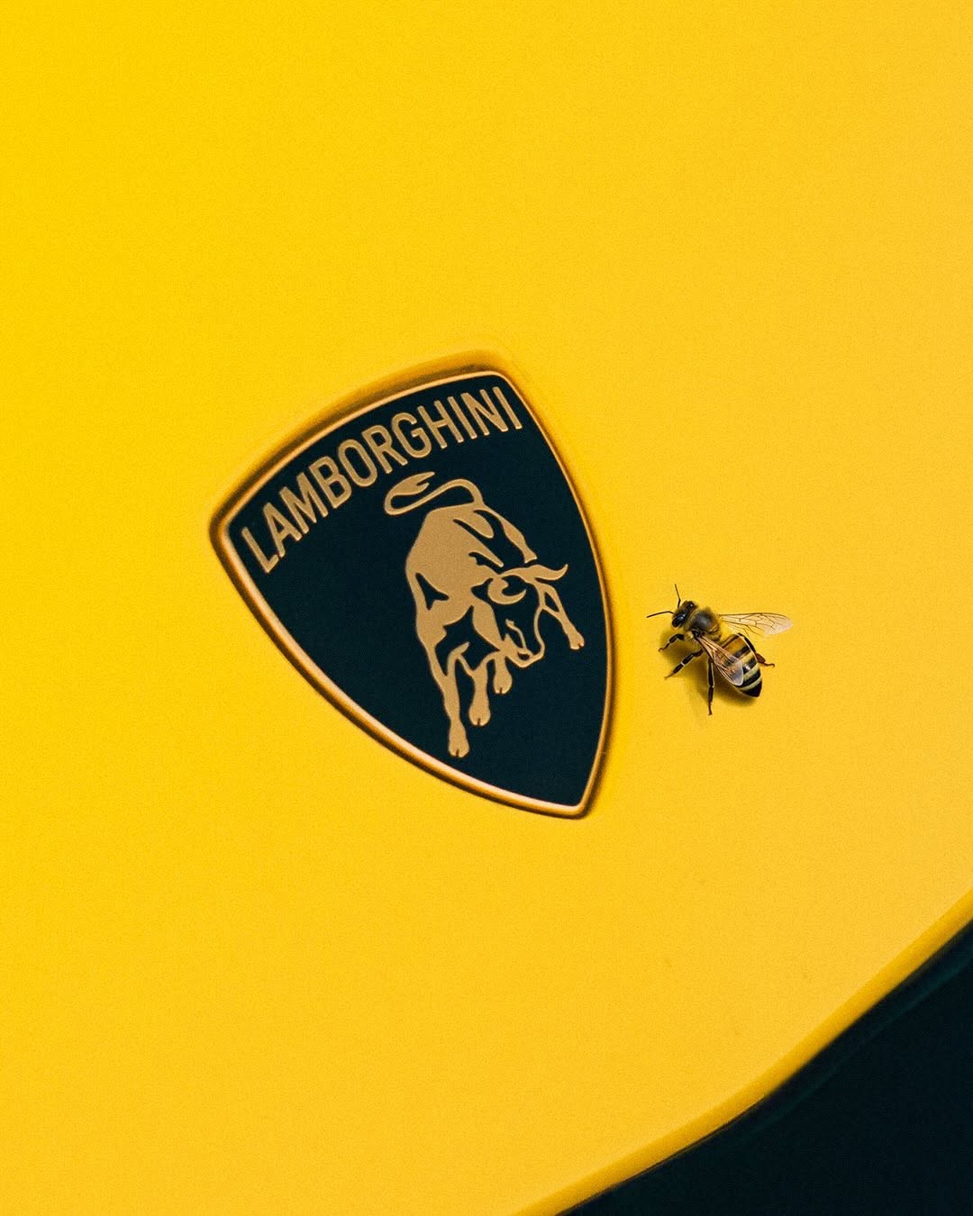 LAMBORGHINI POSTED BEES AND 350 G/KM ON THE SAME DAY (image 2)