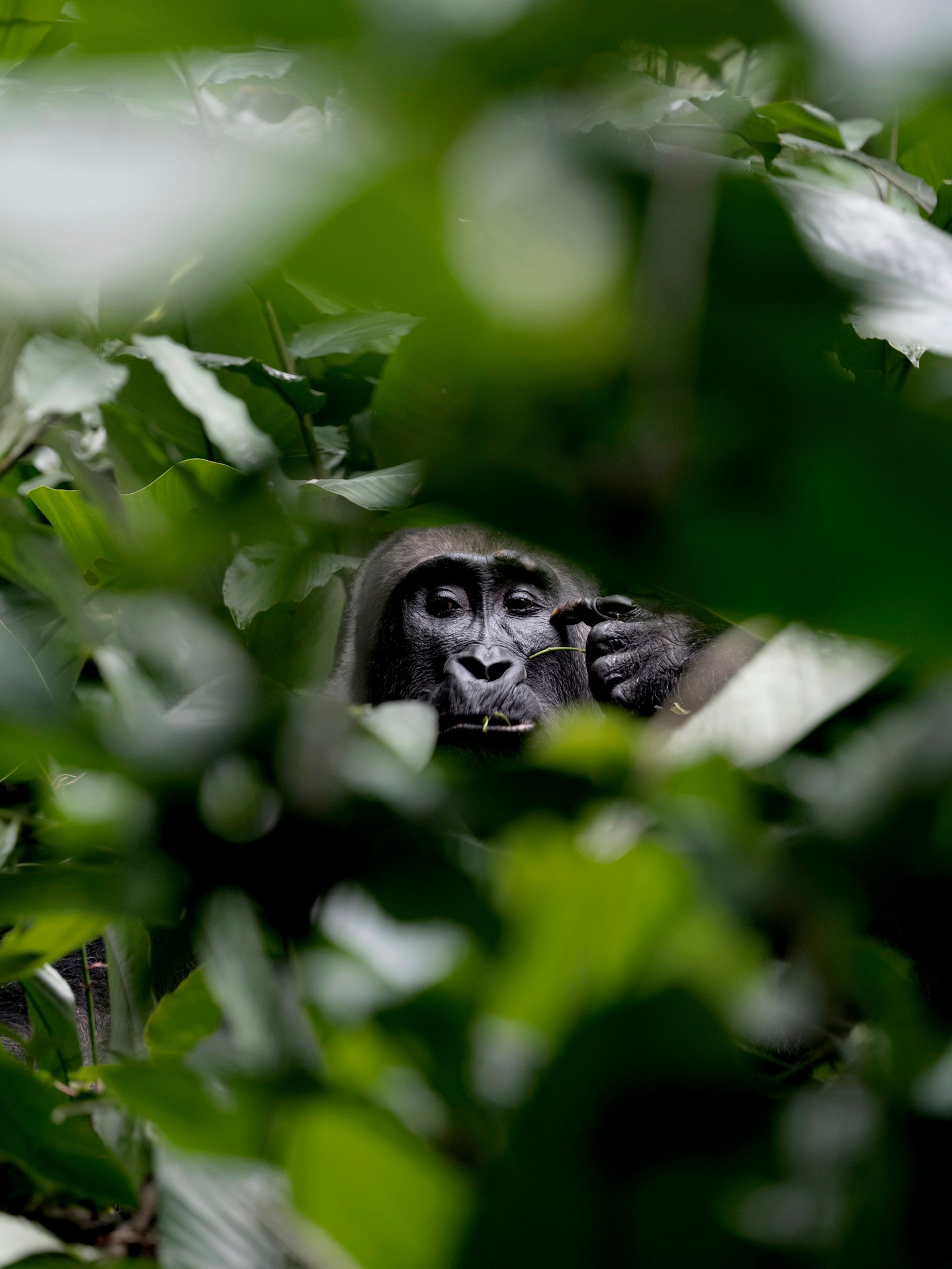 Mathias Depardon's photograph from his Leica blog story on western lowland gorillas in Congo's Odzala Kokoua National Park