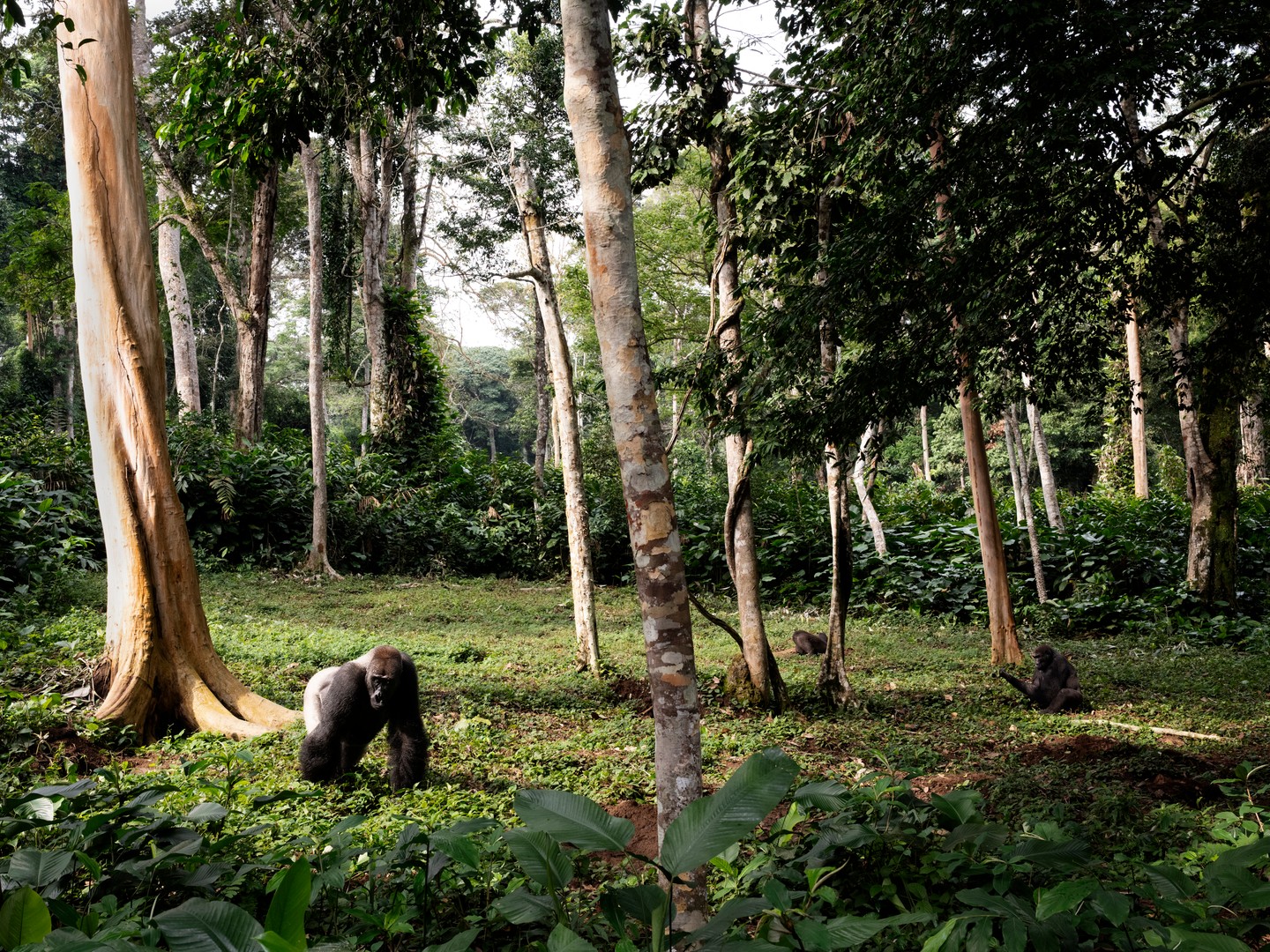 LEICA'S MATHIAS DEPARDON SHOOTS CONGO'S 7,585 GORILLAS (image 3)