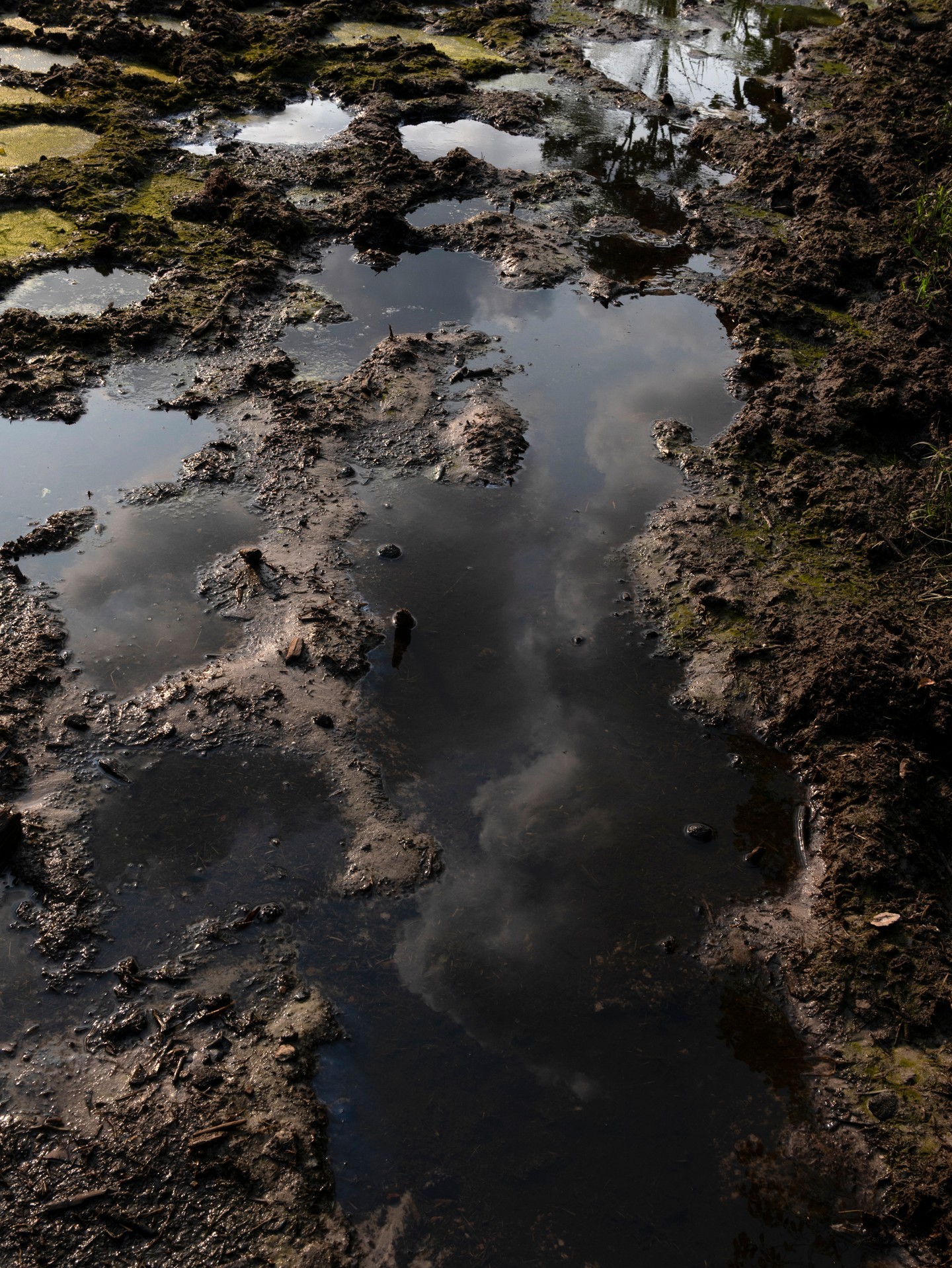 LEICA'S MATHIAS DEPARDON SHOOTS CONGO'S 7,585 GORILLAS (image 4)