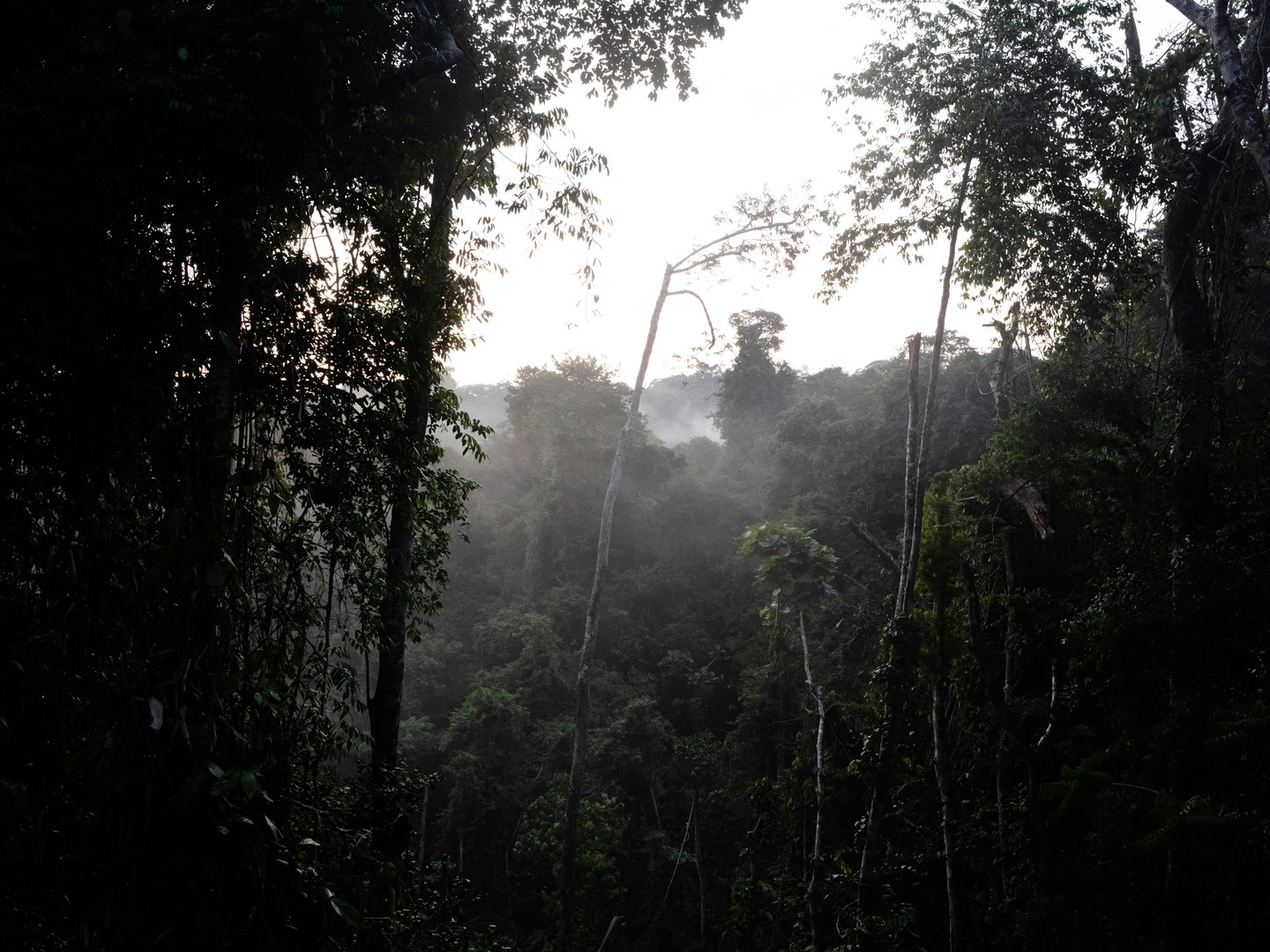 LEICA'S MATHIAS DEPARDON SHOOTS CONGO'S 7,585 GORILLAS (image 5)