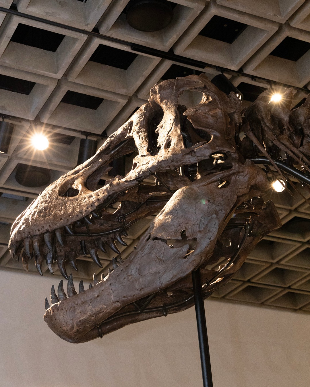 The mounted skeleton of the Tyrannosaurus rex known as Gus on view inside Sotheby's New York galleries ahead of the Natural History live auction.