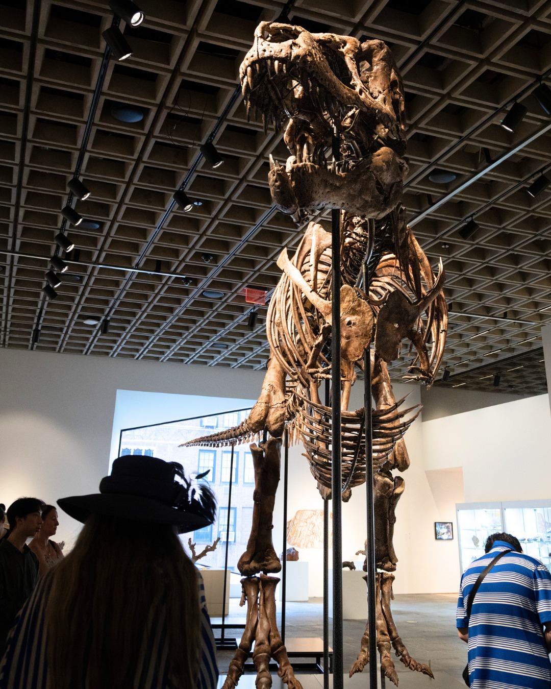 GUS THE T. REX HEADS TO SOTHEBY'S FOR $30 MILLION (image 3)