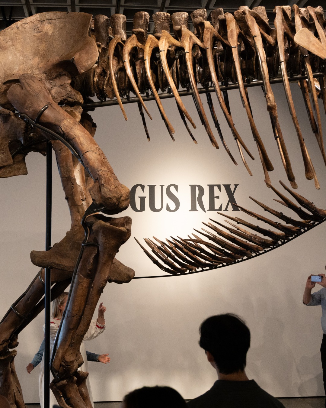 GUS THE T. REX HEADS TO SOTHEBY'S FOR $30 MILLION (image 4)